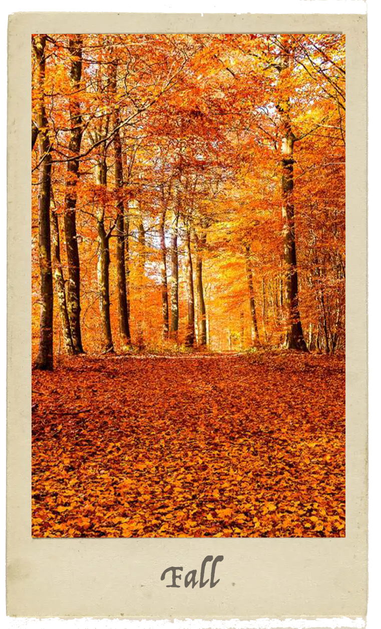 Autumn scene