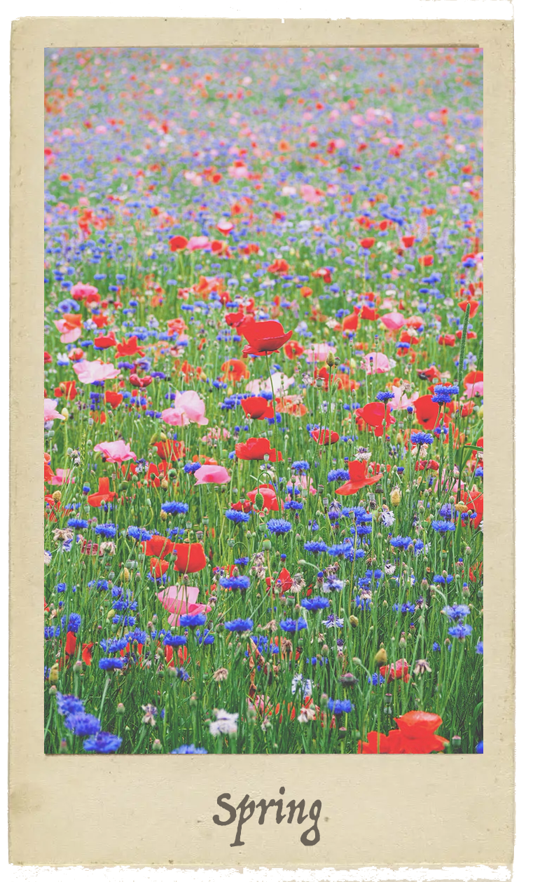 Spring scene
