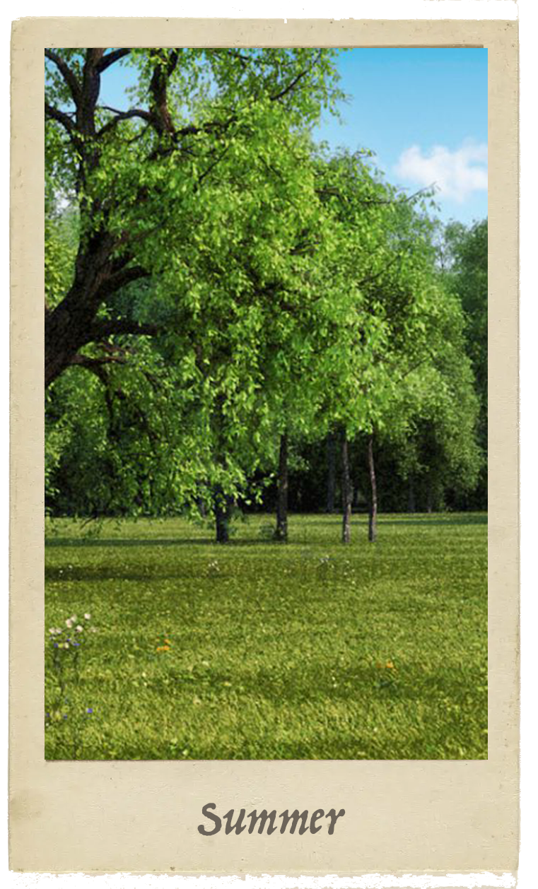 Summer scene