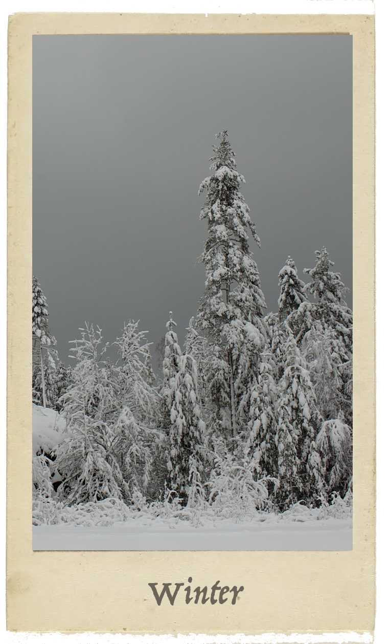 Winter scene