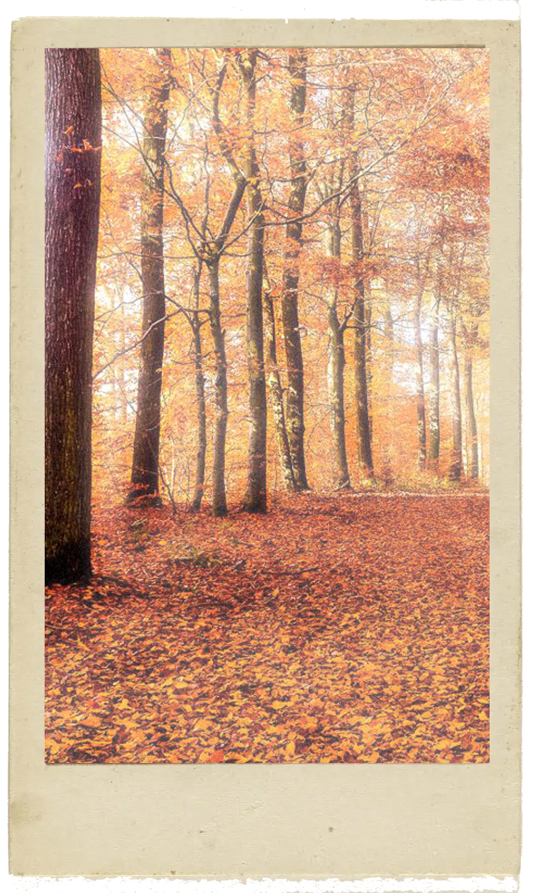 Autumn scene