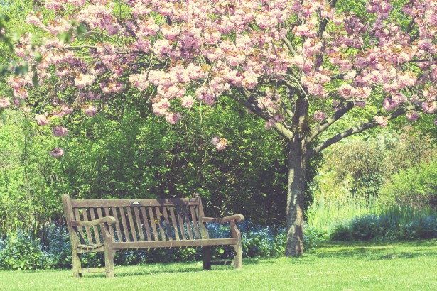 Bench under lfowering tree